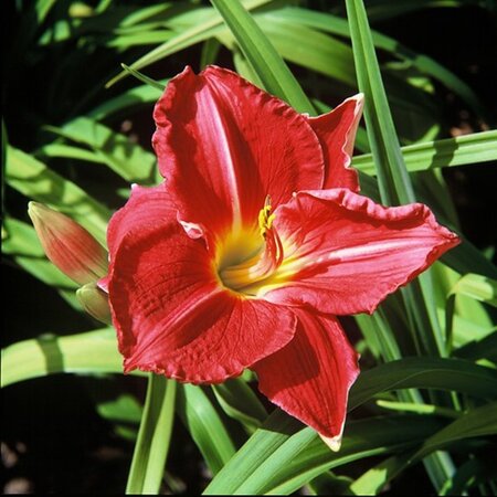 Hemerocallis 'Charles Johnston' geen maat specificatie 0,55L/P9cm - afbeelding 2