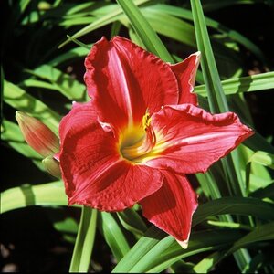 Hemerocallis 'Charles Johnston' geen maat specificatie 0,55L/P9cm - afbeelding 2