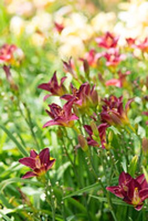 Hemerocallis 'Charles Johnston' geen maat specificatie 0,55L/P9cm - afbeelding 3