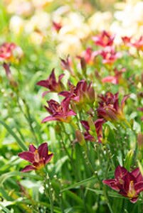 Hemerocallis 'Charles Johnston' geen maat specificatie 0,55L/P9cm - afbeelding 3