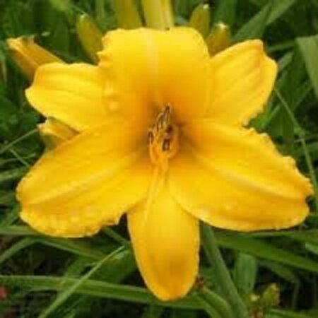 Hemerocallis 'Chicago Sunrise' geen maat specificatie 0,55L/P9cm - afbeelding 2
