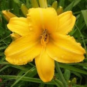 Hemerocallis 'Chicago Sunrise' geen maat specificatie 0,55L/P9cm - afbeelding 2