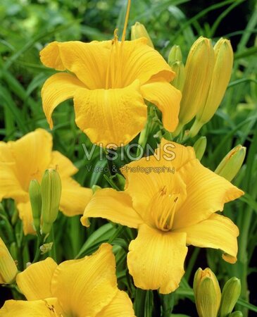 Hemerocallis 'Chicago Sunrise' geen maat specificatie 0,55L/P9cm - afbeelding 3