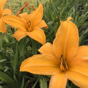 Hemerocallis 'Chicago Sunrise' geen maat specificatie 0,55L/P9cm