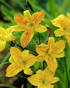 Hemerocallis 'Golden Chimes' geen maat specificatie 0,55L/P9cm