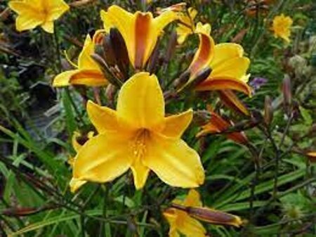 Hemerocallis 'Golden Chimes' geen maat specificatie 0,55L/P9cm - afbeelding 2