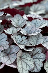 Heuchera 'Glitter' geen maat specificatie 0,55L/P9cm