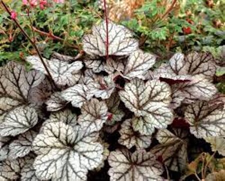 Heuchera 'Glitter' geen maat specificatie 0,55L/P9cm - afbeelding 2