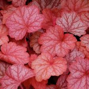 Heuchera 'Georgia Peach' geen maat specificatie 0,55L/P9cm - afbeelding 1