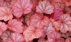 Heuchera 'Georgia Peach' geen maat specificatie 0,55L/P9cm - afbeelding 2