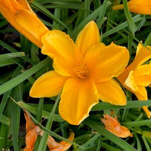 Hemerocallis 'Golden Prize' geen maat specificatie 0,55L/P9cm