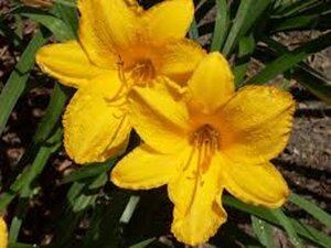 Hemerocallis 'Golden Prize' geen maat specificatie 0,55L/P9cm - afbeelding 2