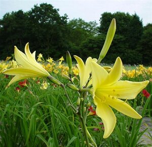 Hemerocallis 'Hyperion' geen maat specificatie 0,55L/P9cm