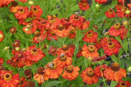 Helenium 'Indianersommer' geen maat specificatie 0,55L/P9cm - afbeelding 1