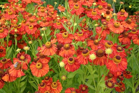 Helenium 'Indianersommer' geen maat specificatie 0,55L/P9cm - afbeelding 2