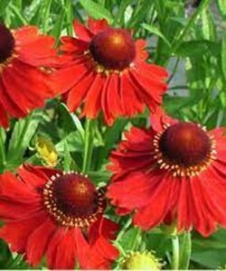 Helenium 'Indianersommer' geen maat specificatie 0,55L/P9cm - afbeelding 3