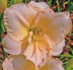 Hemerocallis 'Lullaby Baby' geen maat specificatie 0,55L/P9cm