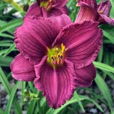 Hemerocallis 'Little Grapette' geen maat specificatie 0,55L/P9cm - afbeelding 1