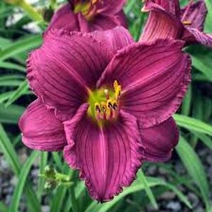 Hemerocallis 'Little Grapette' geen maat specificatie 0,55L/P9cm