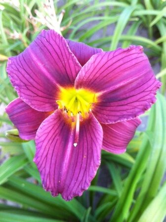 Hemerocallis 'Little Grapette' geen maat specificatie 0,55L/P9cm - afbeelding 2