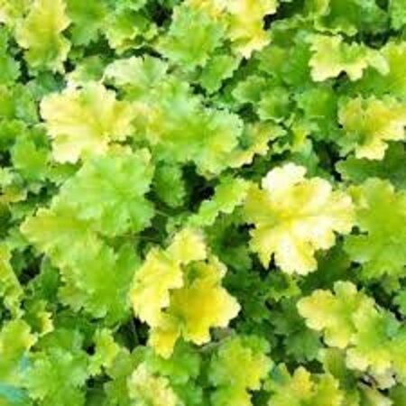 Heuchera 'Lime Rickey' geen maat specificatie 0,55L/P9cm - afbeelding 1
