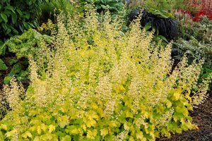 Heuchera 'Lime Rickey' geen maat specificatie 0,55L/P9cm - afbeelding 2