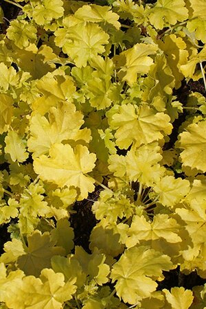 Heuchera 'Lime Rickey' geen maat specificatie 0,55L/P9cm - afbeelding 3