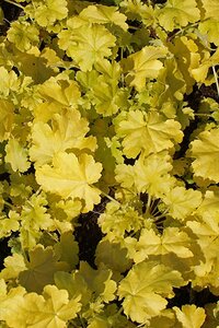 Heuchera 'Lime Rickey' geen maat specificatie 0,55L/P9cm - afbeelding 3