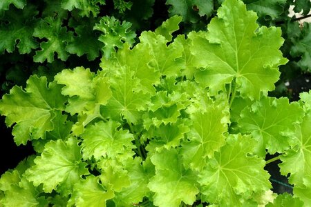 Heuchera 'Lime Rickey' geen maat specificatie 0,55L/P9cm - afbeelding 4