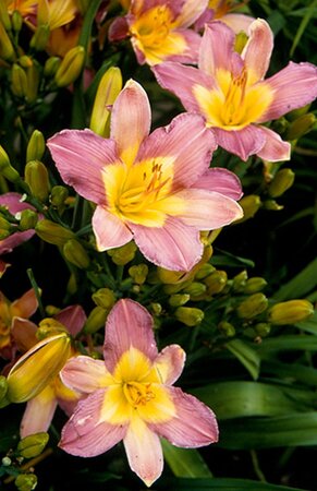 Hemerocallis 'Nile Crane' geen maat specificatie 0,55L/P9cm - afbeelding 2