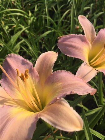Hemerocallis 'Nile Crane' geen maat specificatie 0,55L/P9cm - afbeelding 1