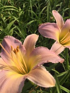Hemerocallis 'Nile Crane' geen maat specificatie 0,55L/P9cm