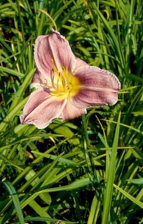 Hemerocallis 'Prairie Blue Eyes' geen maat specificatie 0,55L/P9cm