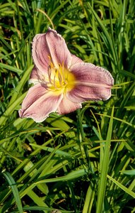 Hemerocallis 'Prairie Blue Eyes' geen maat specificatie 0,55L/P9cm