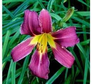 Hemerocallis 'Purple Waters' geen maat specificatie 0,55L/P9cm
