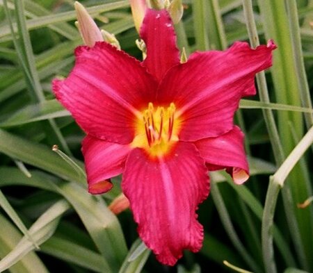 Hemerocallis 'Purple Waters' geen maat specificatie 0,55L/P9cm - afbeelding 2