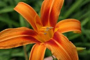 Hemerocallis 'Rajah' geen maat specificatie 0,55L/P9cm