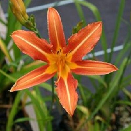Hemerocallis 'Rajah' geen maat specificatie 0,55L/P9cm - afbeelding 2