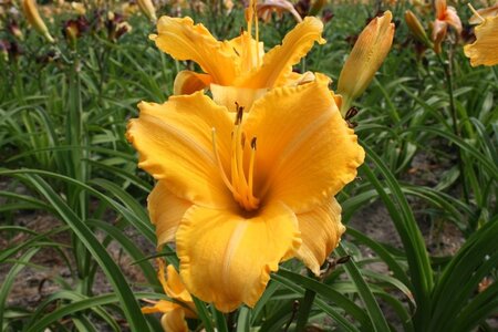 Hemerocallis 'Ruffled Apricot' geen maat specificatie 0,55L/P9cm - afbeelding 1