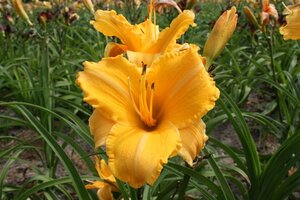 Hemerocallis 'Ruffled Apricot' geen maat specificatie 0,55L/P9cm