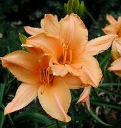 Hemerocallis 'Ruffled Apricot' geen maat specificatie 0,55L/P9cm - afbeelding 2
