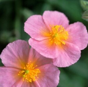 Helianthemum 'Rhodanthe Carneum' geen maat specificatie 0,55L/P9cm