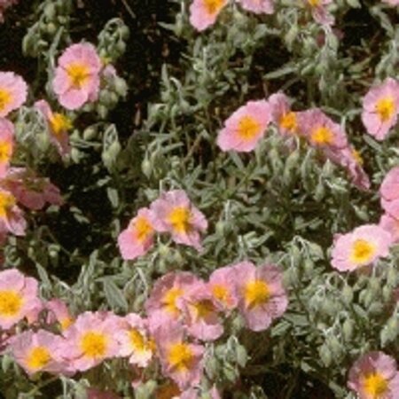 Helianthemum 'Rhodanthe Carneum' geen maat specificatie 0,55L/P9cm - afbeelding 2