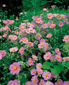 Helianthemum 'Rhodanthe Carneum' geen maat specificatie 0,55L/P9cm - afbeelding 3
