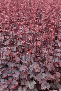 Heuchera 'Regina' geen maat specificatie 0,55L/P9cm