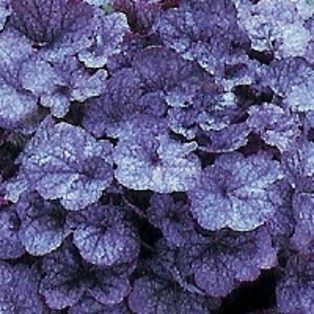 Heuchera 'Regina' geen maat specificatie 0,55L/P9cm - afbeelding 1