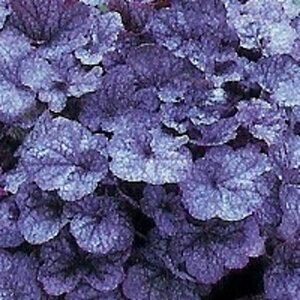 Heuchera 'Regina' geen maat specificatie 0,55L/P9cm - afbeelding 1