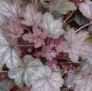 Heuchera 'Regina' geen maat specificatie 0,55L/P9cm - afbeelding 2
