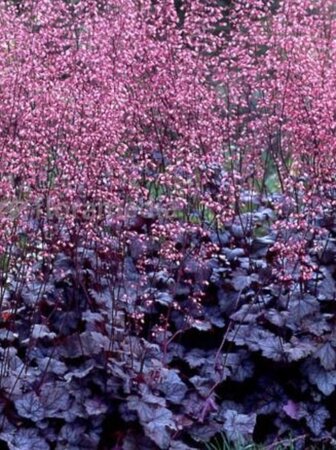 Heuchera 'Regina' geen maat specificatie 0,55L/P9cm - afbeelding 3