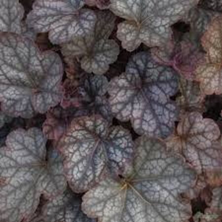 Heuchera 'Regina' geen maat specificatie 0,55L/P9cm - afbeelding 4